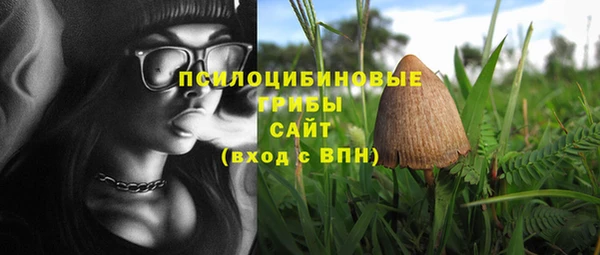 шишки Белокуриха